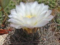 Gymnocalycium gibbosum v. chubutense Chubut, Argentina ©JLcoll.1902.jpg